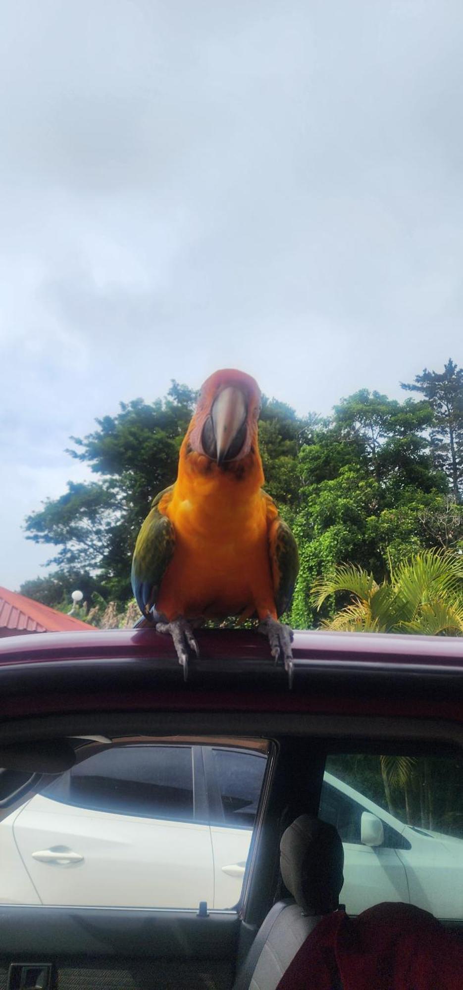 Cabina Monteverde Soan De Montana Daire Dış mekan fotoğraf